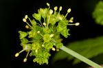 Small's blacksnakeroot