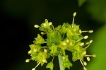 Small's blacksnakeroot