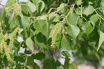 Tallowtree <BR>Chinese tallow tree