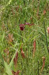 Sweet pitcherplant