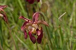 Sweet pitcherplant