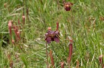 Sweet pitcherplant