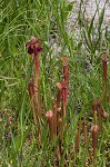 Sweet pitcherplant