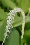 Lizard's tail