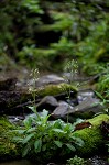 Lettuceleaf saxifrage <BR>Mountain lettuce