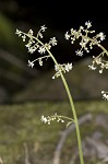 Lettuceleaf saxifrage <BR>Mountain lettuce