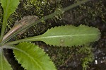 Lettuceleaf saxifrage <BR>Mountain lettuce