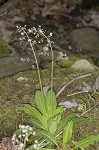 Lettuceleaf saxifrage <BR>Mountain lettuce