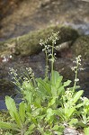 Lettuceleaf saxifrage <BR>Mountain lettuce