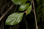 Bay starvine