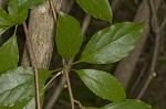 Bay starvine