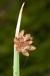 Chairmaker's bulrush