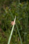 Chairmaker's bulrush