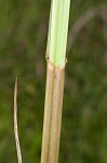 Chairmaker's bulrush