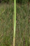 Chairmaker's bulrush