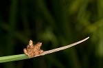 Chairmaker's bulrush