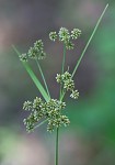 Georgia bulrush