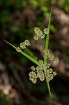 Georgia bulrush