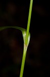 Georgia bulrush