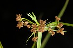 Leafy bulrush