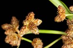 Leafy bulrush