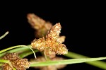 Leafy bulrush