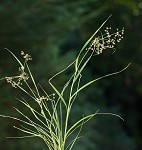 Leafy bulrush