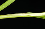 Leafy bulrush