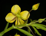 Broomwort