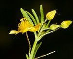 Broomwort