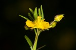 Broomwort