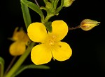 Broomwort