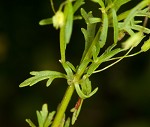 Broomwort