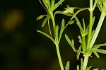 Broomwort