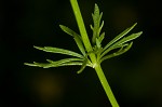 Broomwort