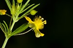 Broomwort