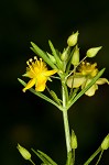 Broomwort