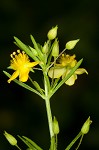 Broomwort