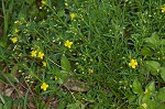 Broomwort