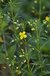 Broomwort