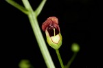 Figwort <BR>Carpenter's square