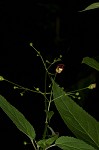 Figwort <BR>Carpenter's square