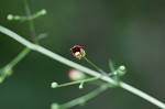 Figwort <BR>Carpenter's square