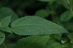 Figwort <BR>Carpenter's square