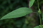 Figwort <BR>Carpenter's square