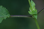 Figwort <BR>Carpenter's square