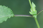 Figwort <BR>Carpenter's square