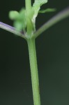 Figwort <BR>Carpenter's square