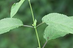 Figwort <BR>Carpenter's square