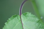 Figwort <BR>Carpenter's square